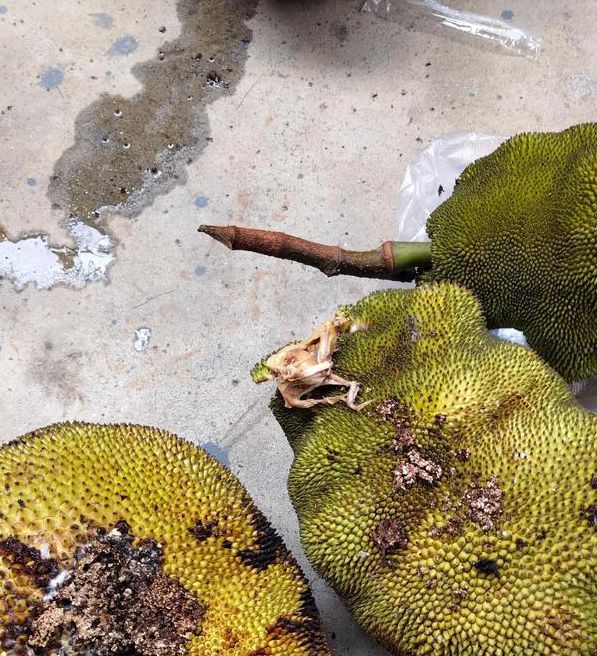 榴莲老版本安装