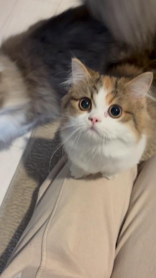 小猫视频免费观看