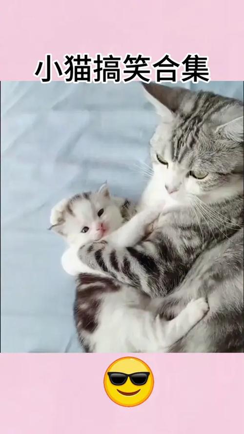 小猫视频免费观看