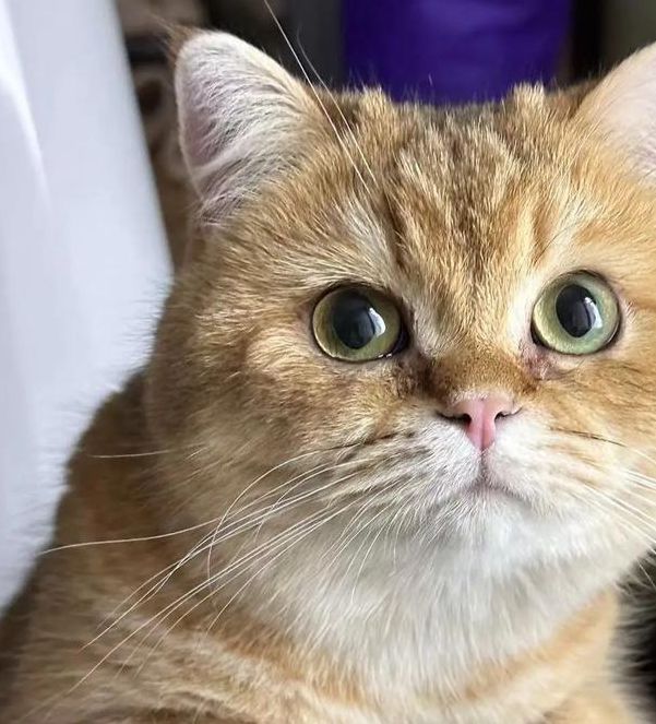 小猫视频免费观看