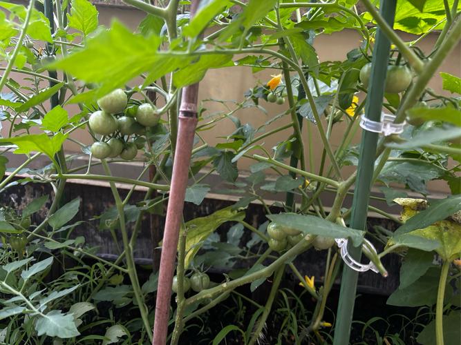 黄瓜丝瓜草莓秋葵绿巨人免费版