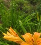 忘忧草研究所直接进入