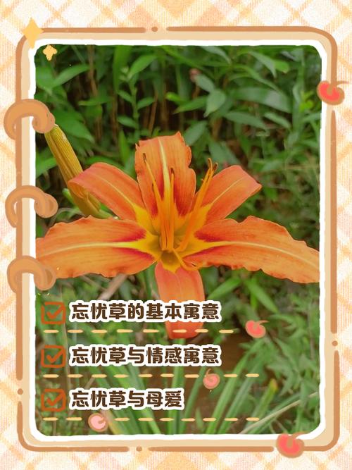 忘忧草研究所直接进入