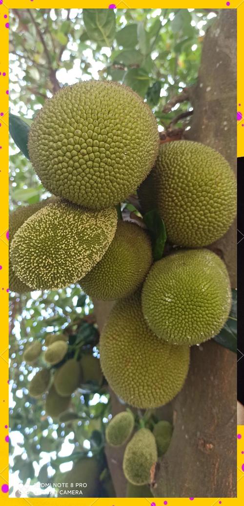 菠萝菠萝蜜免费观看完整版