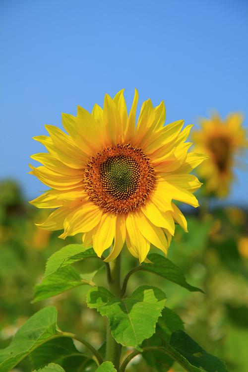 向日葵二维码扫描下载