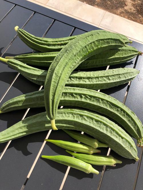 向日葵草莓秋葵黄瓜荔枝丝瓜免费版最新