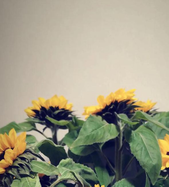 草莓榴莲向日葵18岁深夜释放