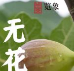 无花果视频