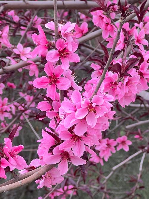 初见桃花最新安卓版下载安装