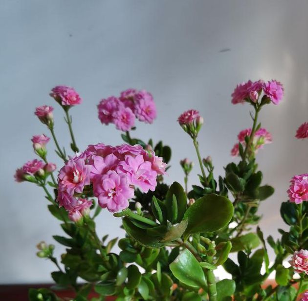 花漾app下载安装官方