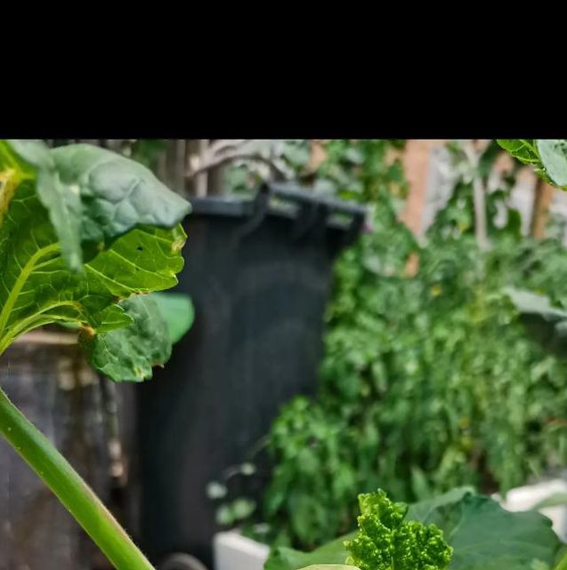 菠萝蜜app汅api免费秋葵免费观看