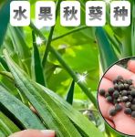 菠萝蜜app汅api免费秋葵免费观看