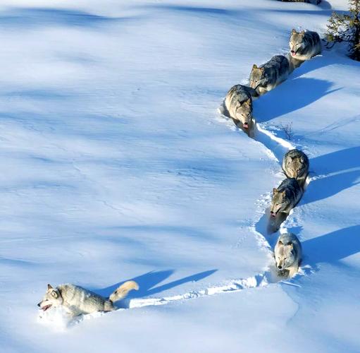 狼群影院在线观看免费观看直播