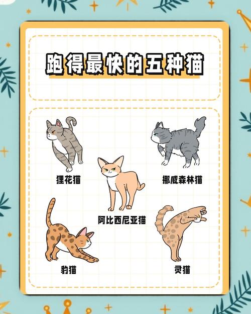 猫快世界纪录记录你