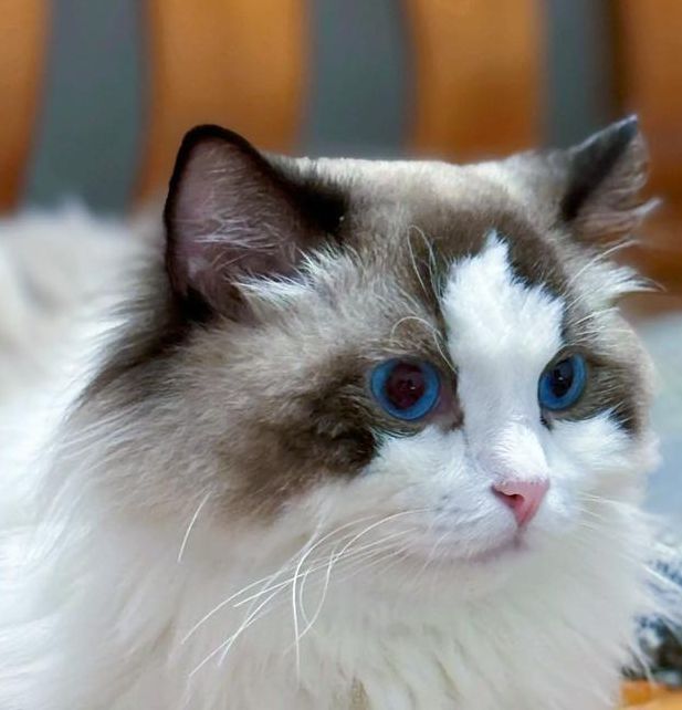 猫快世界纪录记录你