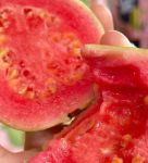 草莓芭乐榴莲向日葵