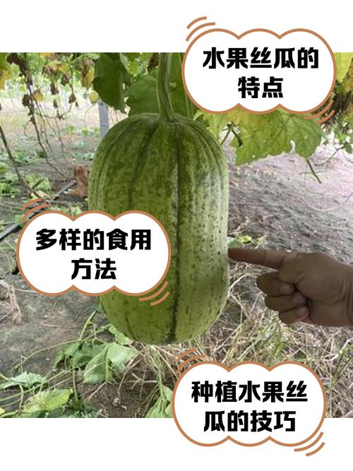 丝瓜秋葵草莓香蕉榴莲幸福宝免费版