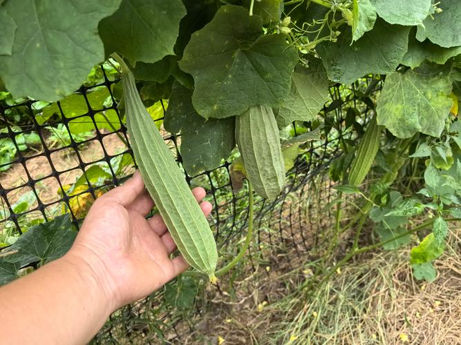 萝卜茄子丝瓜荔枝绿巨人