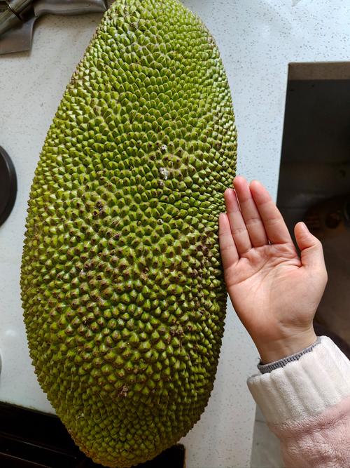 菠萝菠萝蜜免费高清手机观看视频4