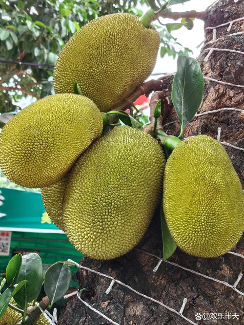 菠萝菠萝蜜免费高清手机观看视频4