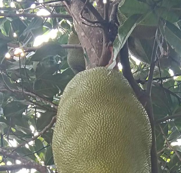 菠萝菠萝蜜免费高清手机观看视频4