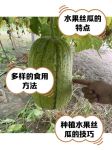 水果app下载汅api免费丝瓜在线观看