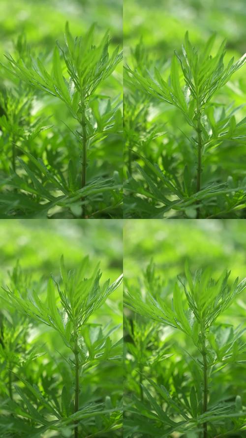 久艾草在线视频免得