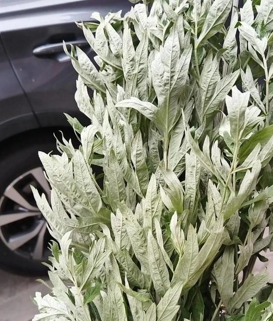 久艾草在线视频免得