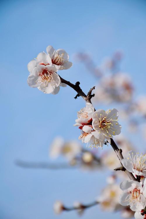 梅花视频.apk.rename免费版