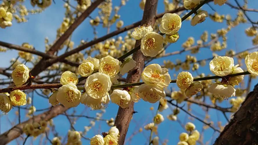 梅花视频.apk.rename免费版