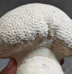 蘑菇视频(一天可以看25次)