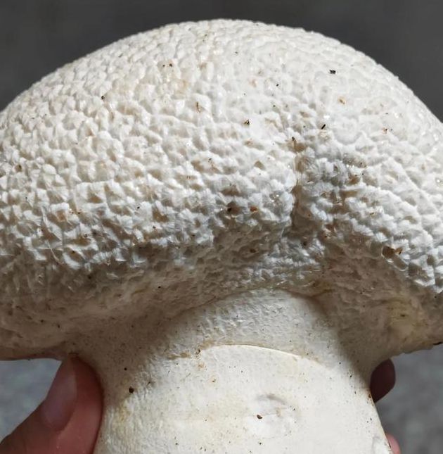 蘑菇视频(一天可以看25次)