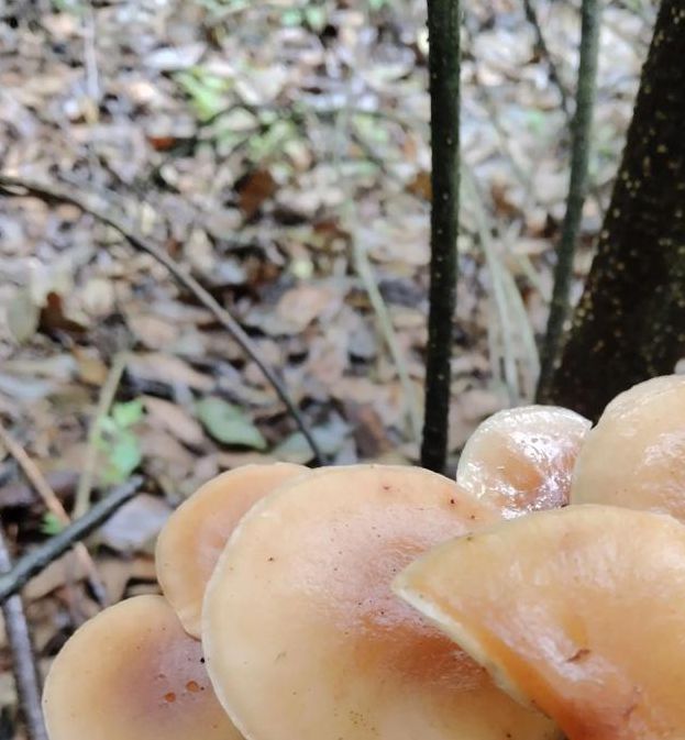 蘑菇视频(一天可以看25次)