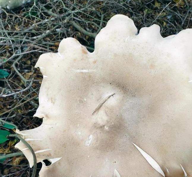 蘑菇视频(一天可以看25次)