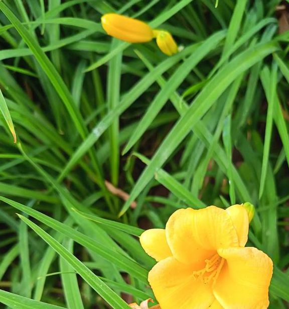 俏佳人2021忘忧草10mb