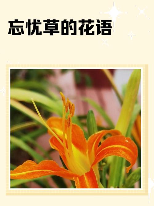 俏佳人2021忘忧草10mb