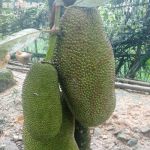 菠萝菠萝蜜免费视频高清观看