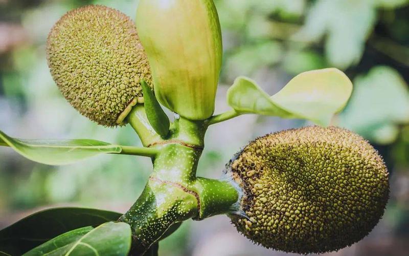 菠萝菠萝蜜免费视频高清观看