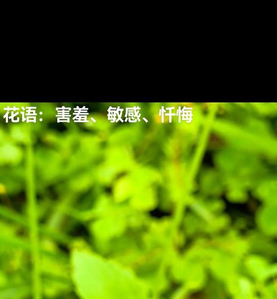 含羞草传媒4.20免费版