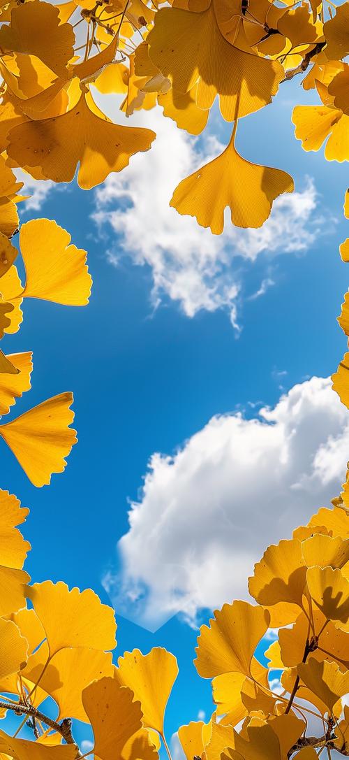 银杏视频下载汅api免费下载