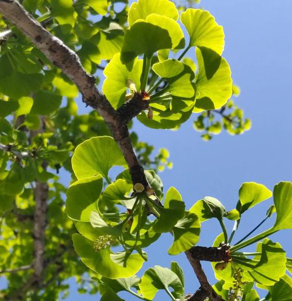 银杏视频下载汅api免费下载