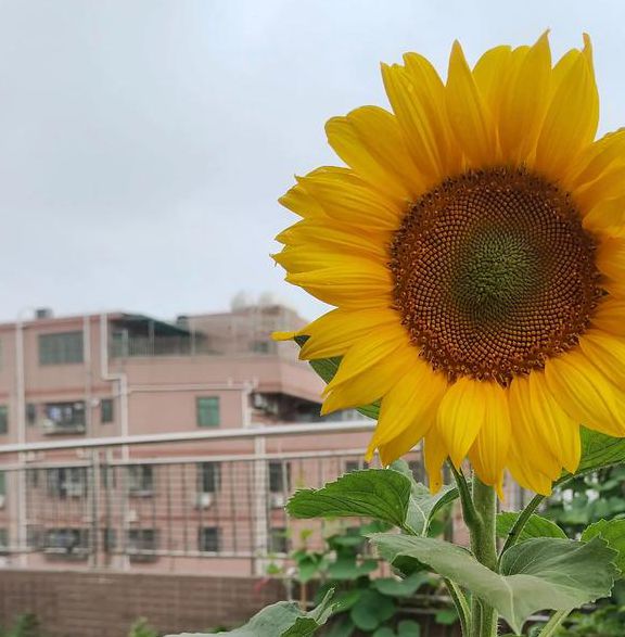 旧版向日葵下载汅免费