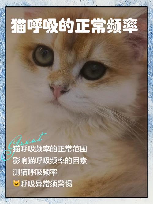 猫呼无广告版