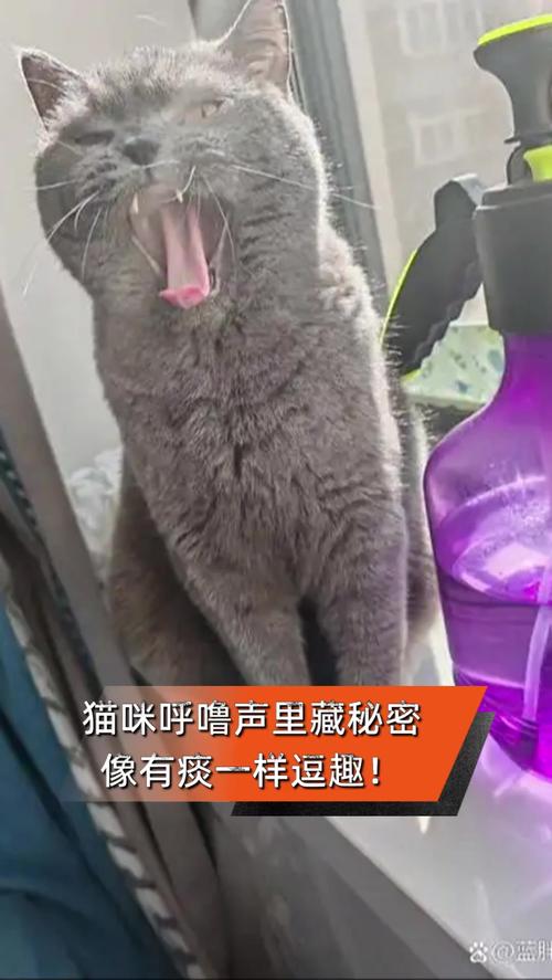 猫呼无广告版
