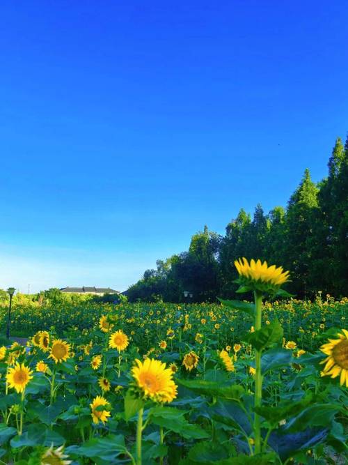 向日葵草莓樱桃秋葵视频免费版