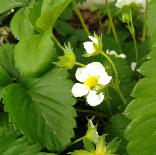 向日葵草莓樱桃秋葵视频免费版