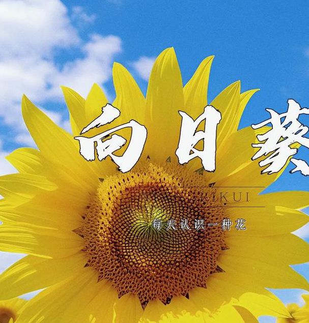 向日葵app下载免费观看在线