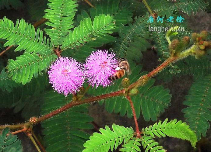 含羞草高清大片免费播放版