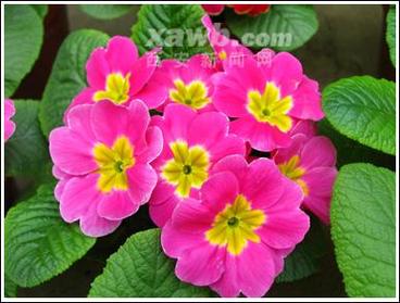 樱花草观看播放免费视频