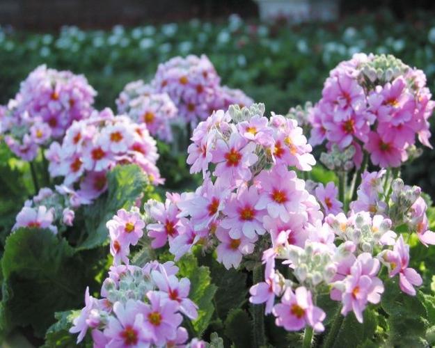 樱花草观看播放免费视频